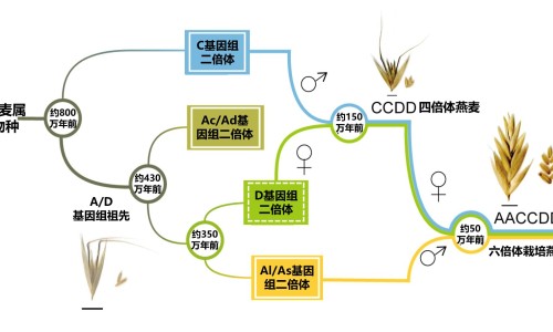 百合梨无花果一起煮的效果-雪梨无花果百合 功效网 | 雪梨无花果汤的功效,雪梨无花果百合 功效与禁忌